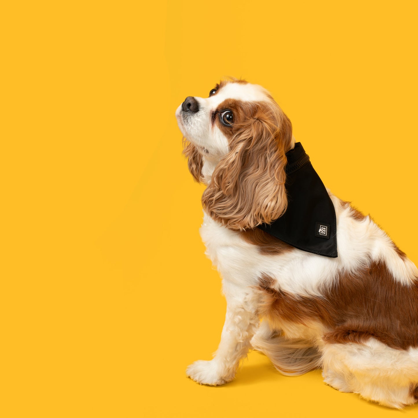 DOOKER - Zipper Pouch Bandana for Dog Poop